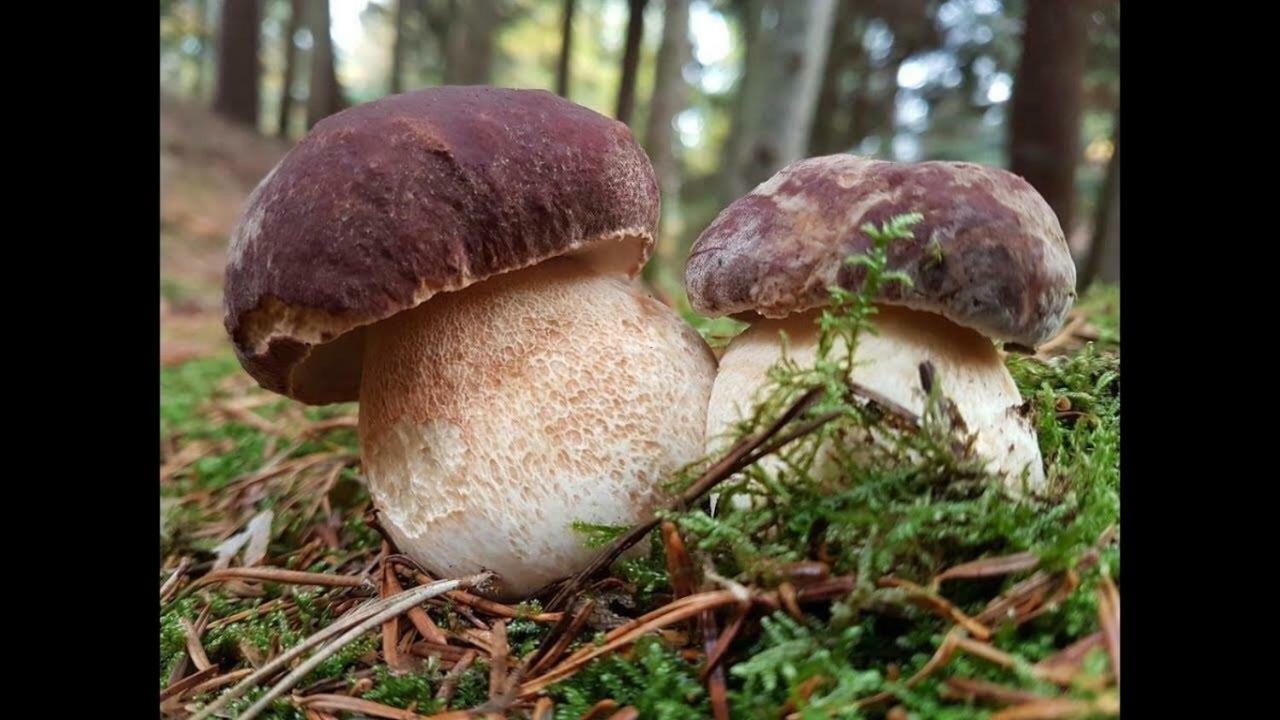 Gold Cave Casa Vacanze Relax Nel Bosco Appartamenti Pessinetto Zewnętrze zdjęcie